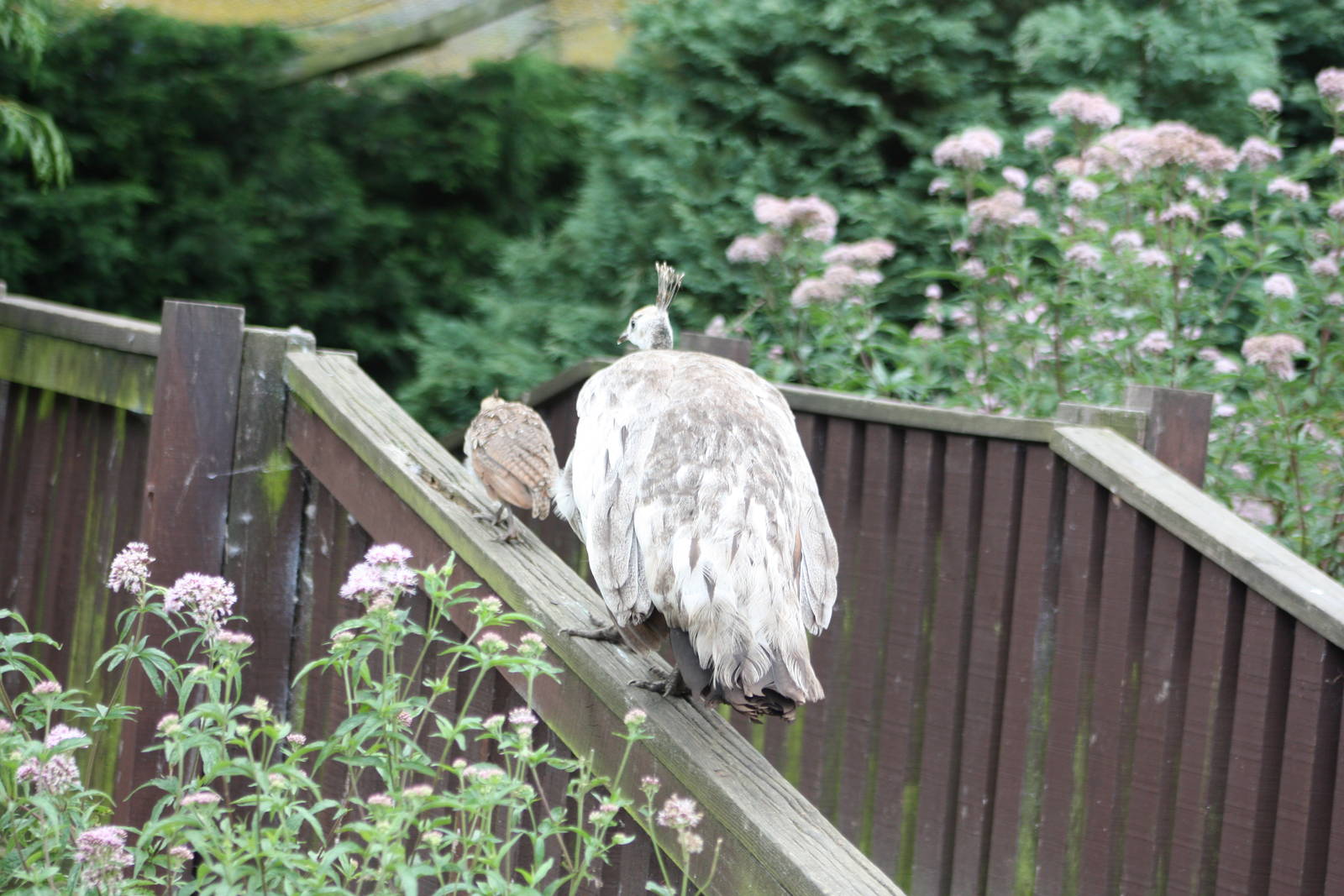 Peafowl on parade, 17th August 2014