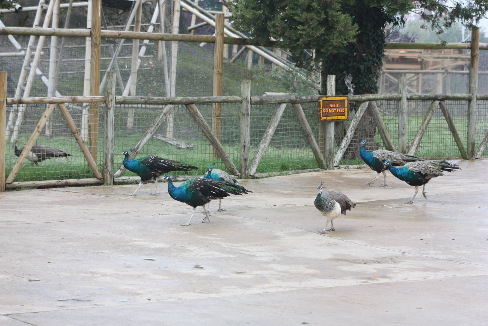 Peafowl on parade, 30th September 2014