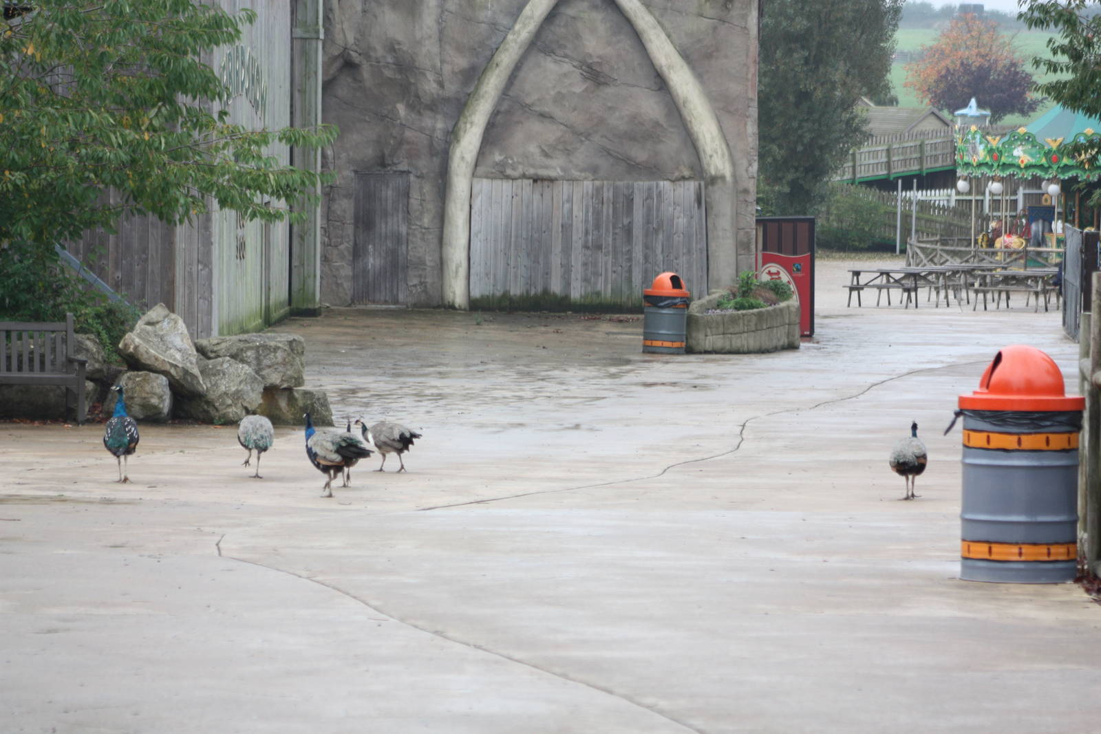 Peafowl on parade, 30th September 2014