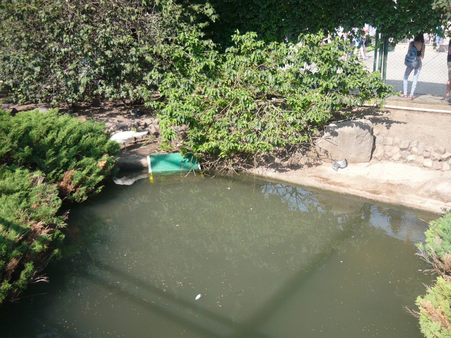 Peafowl, pheasants and waterfowl exhibit
