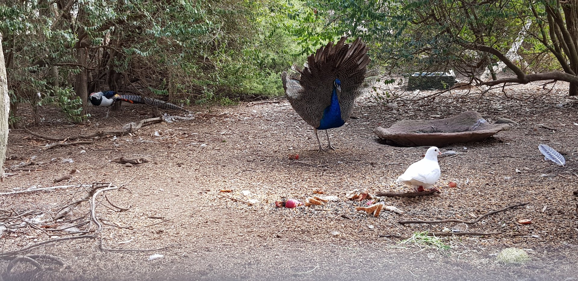 Peafowl, pigeon & Lady Amhurst Pheasant