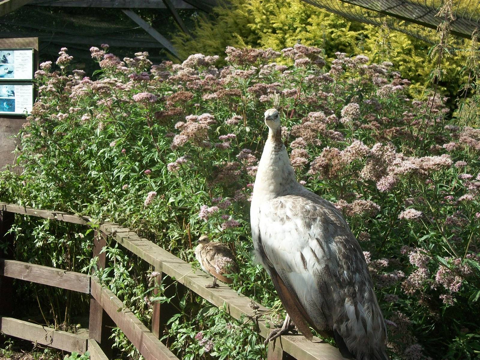 Peafowl prior to parading, 17th August 2014