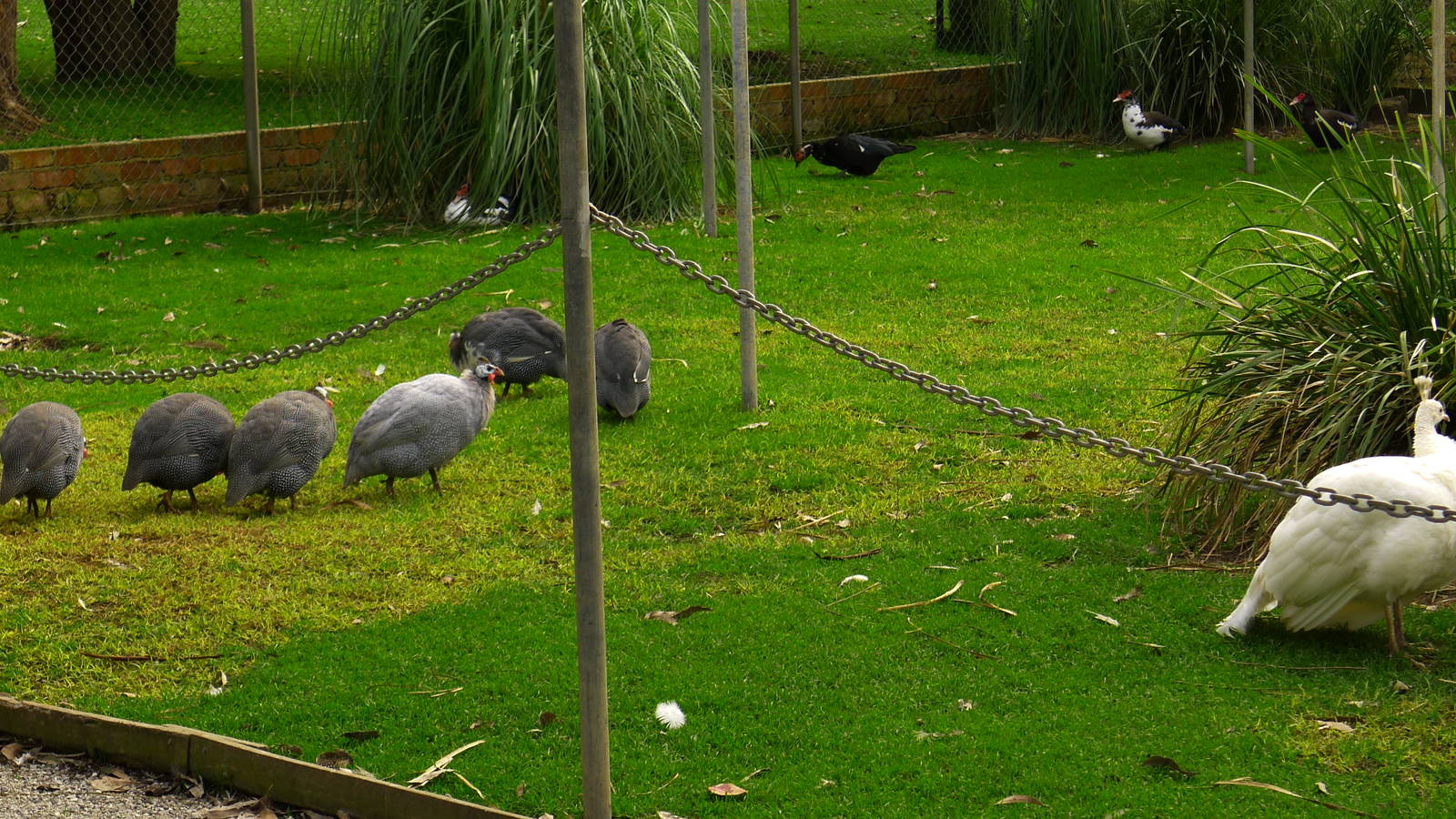 Peafowl walk thru avairy