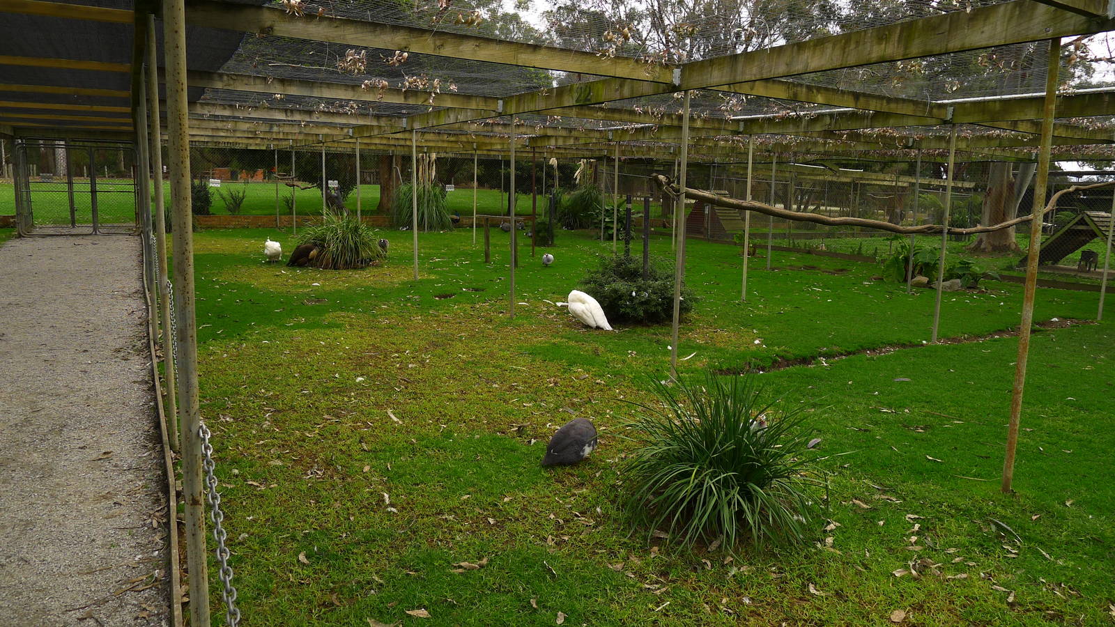 Peafowl walk thru avairy