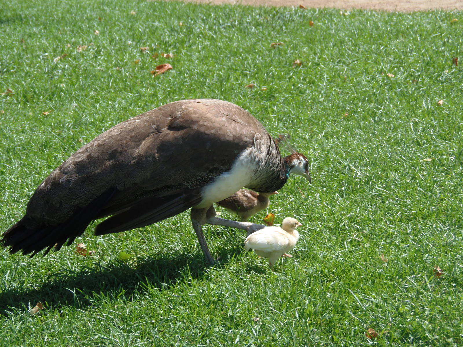 Peafowl with chicks