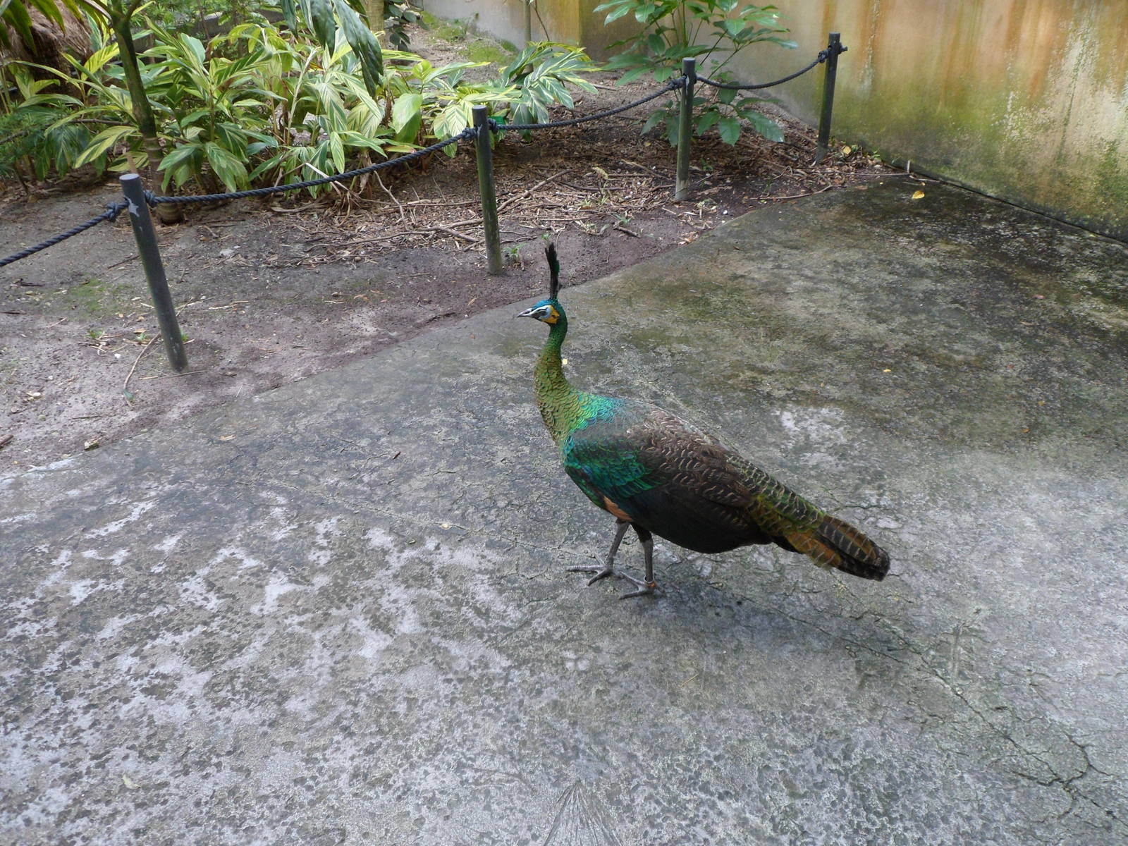 Peafowl