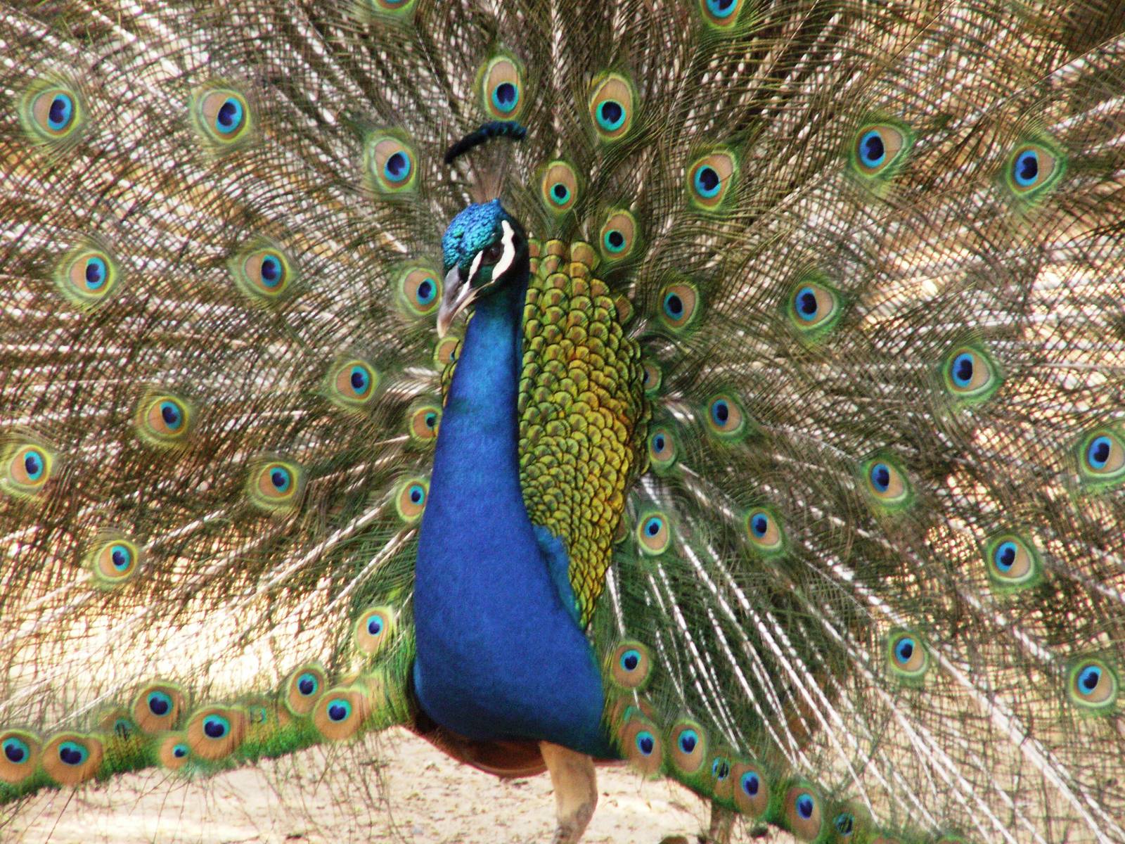 peafowl