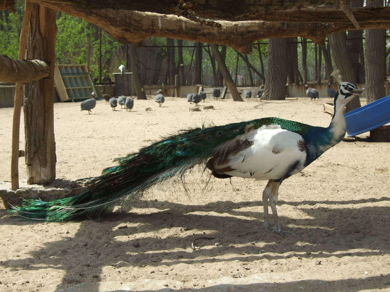 Peafowl
