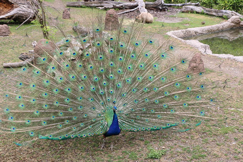 peafowl