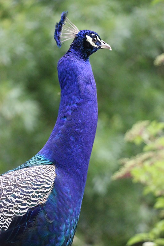 peafowl