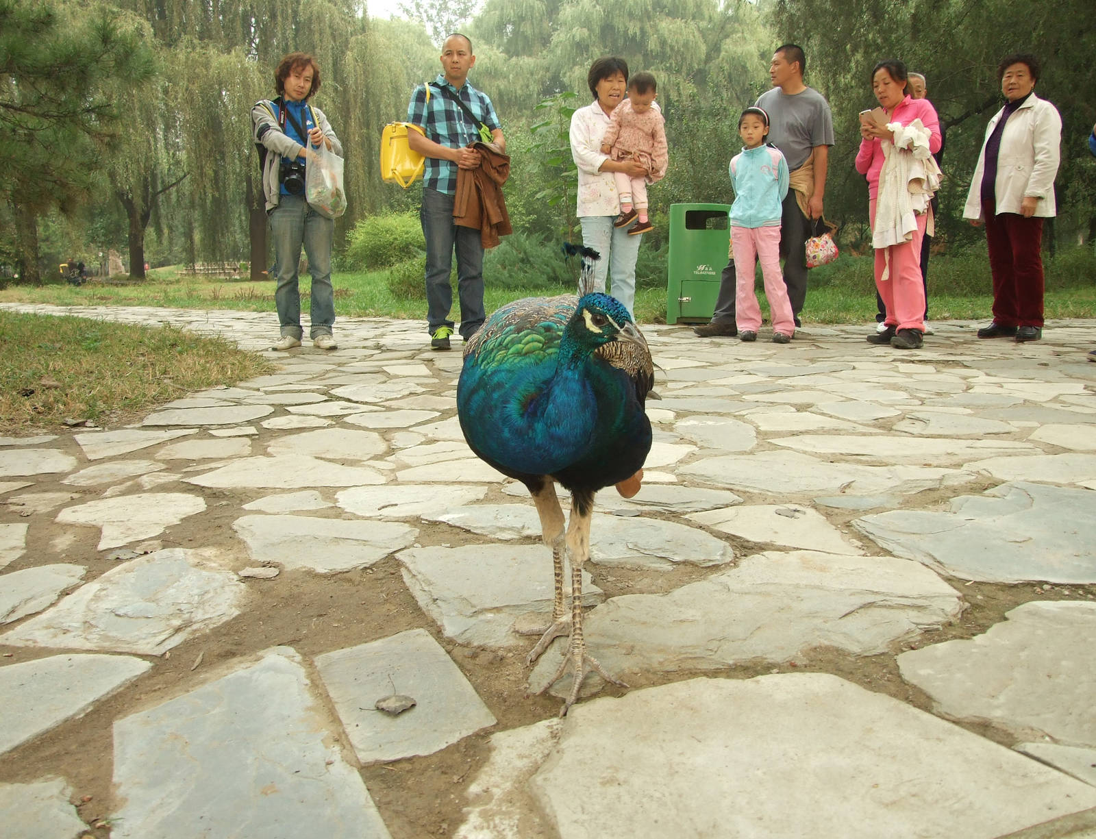 Peafowl