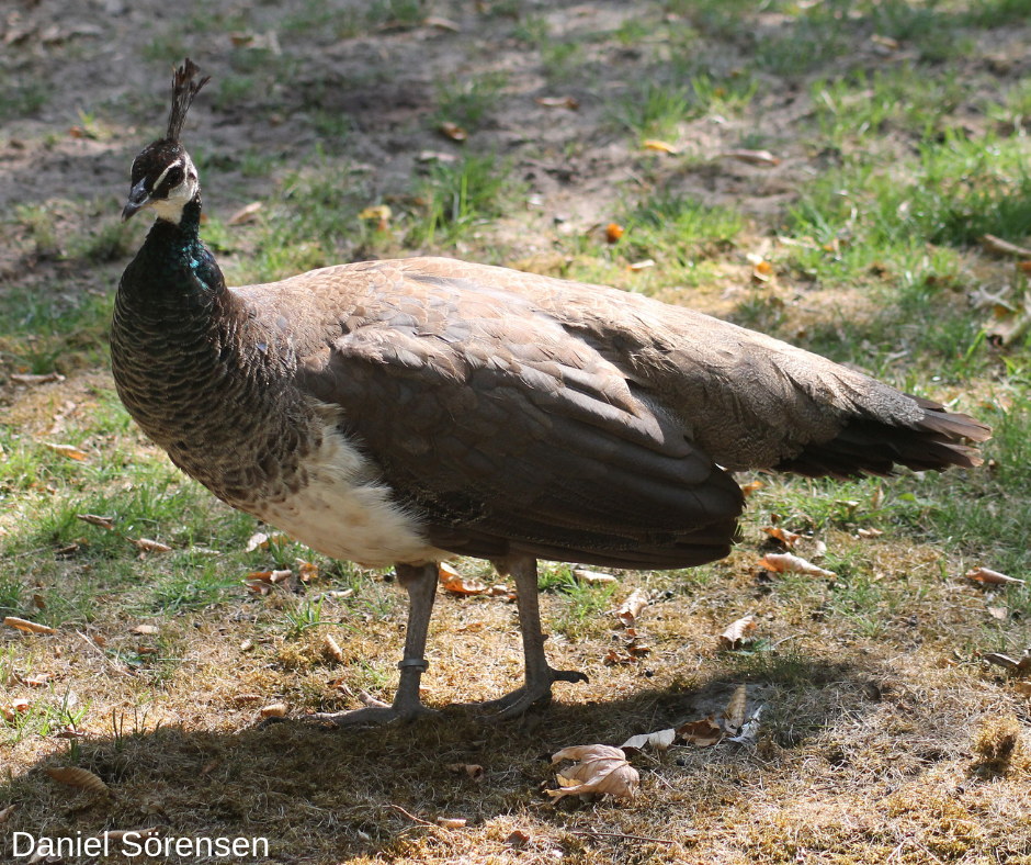 Peafowl