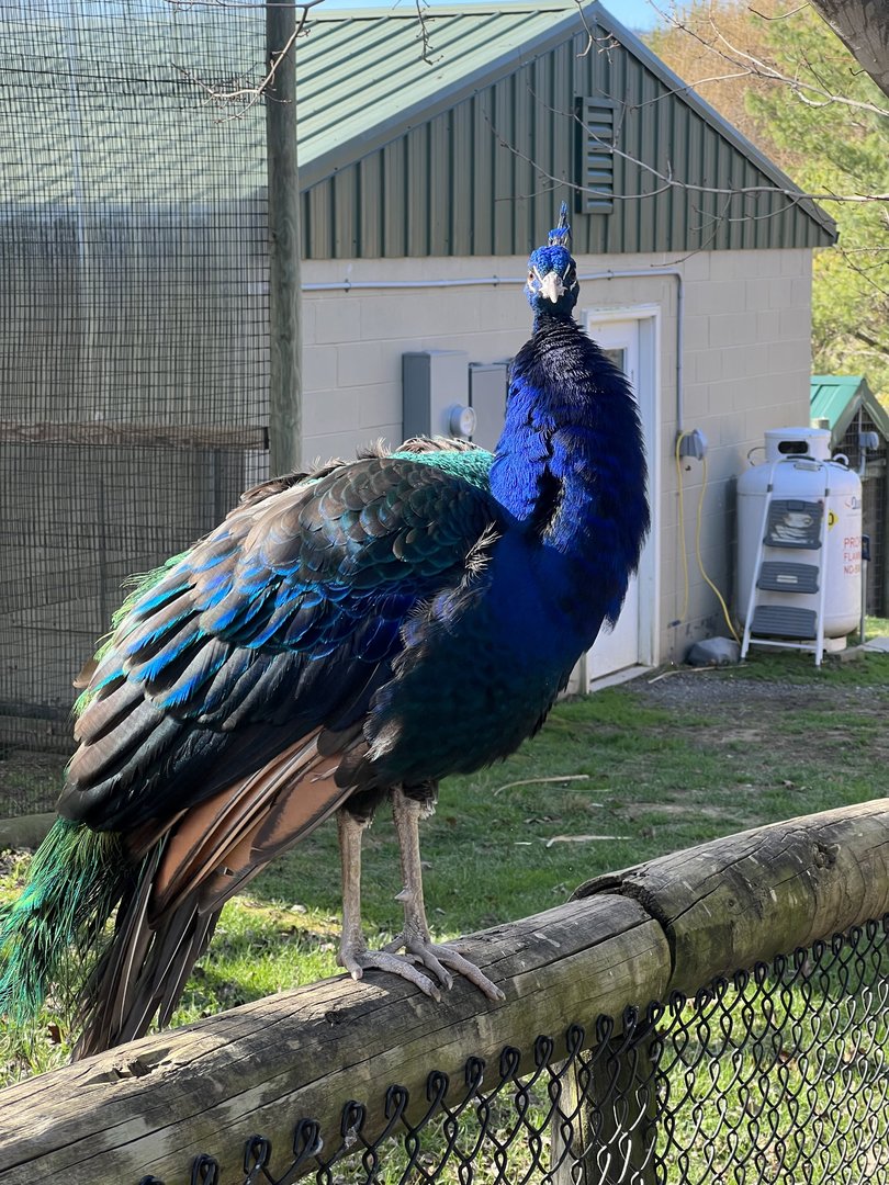 Peafowl