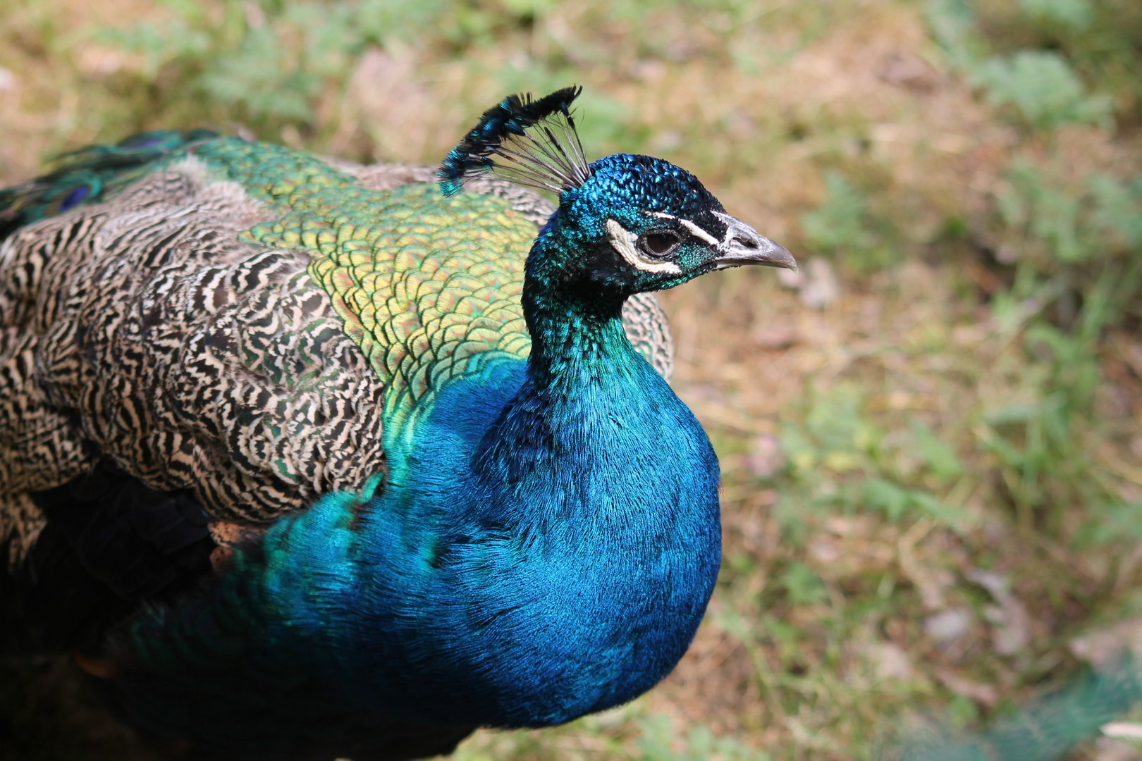 Peafowl