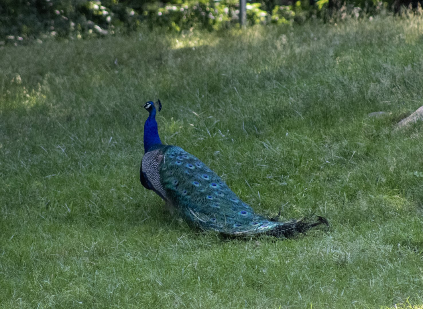 Peafowl