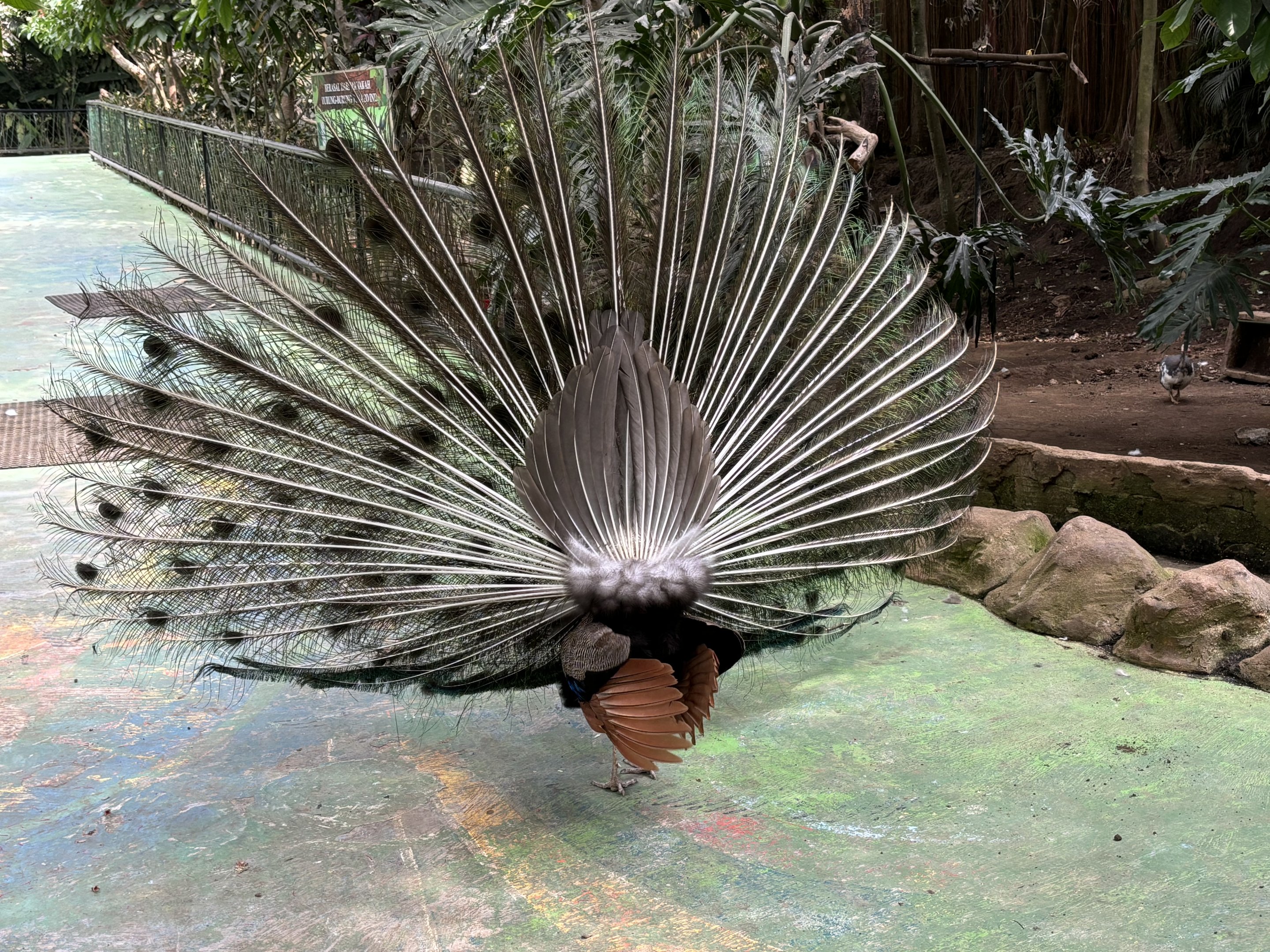 Peafowl
