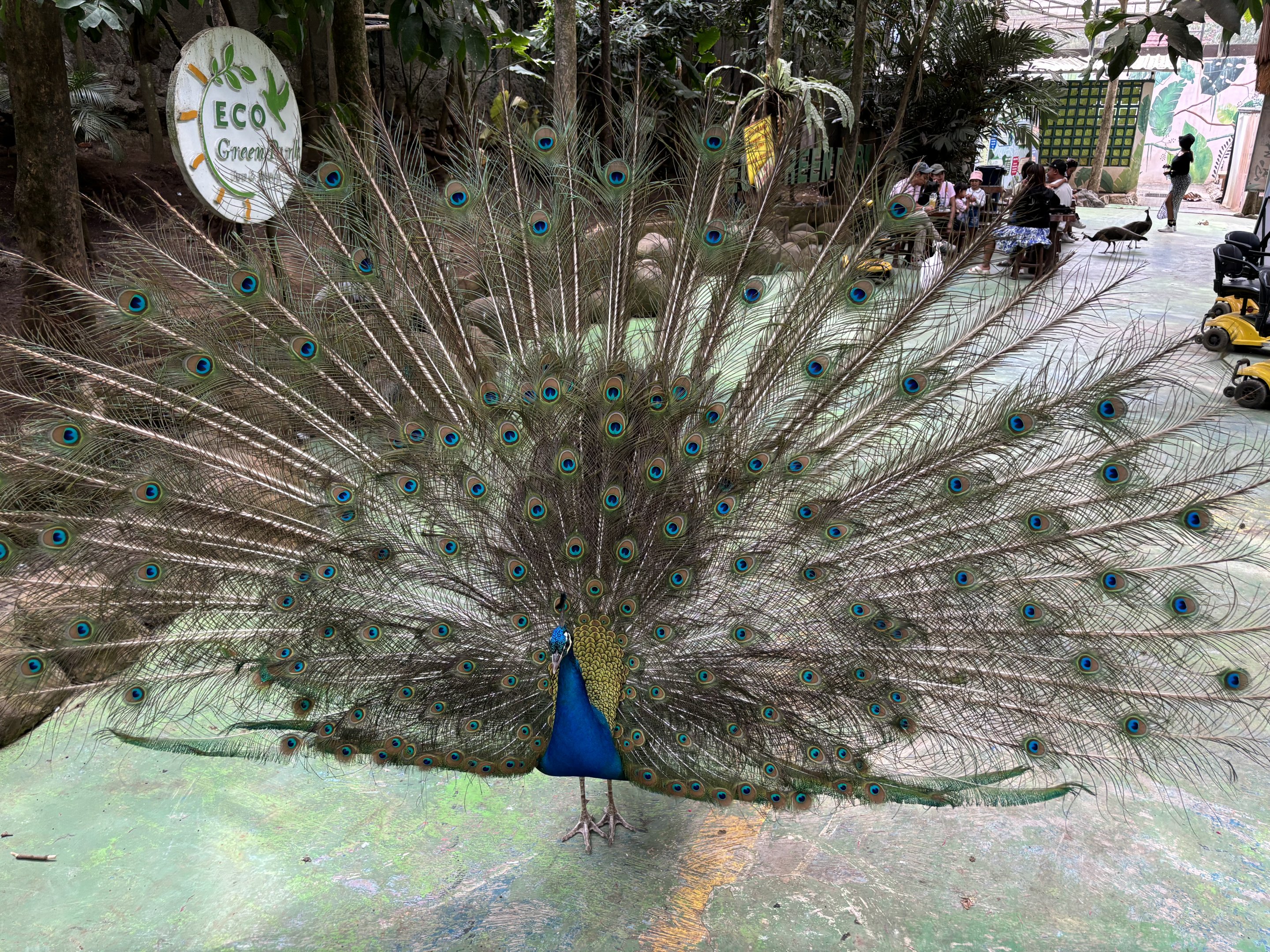 Peafowl