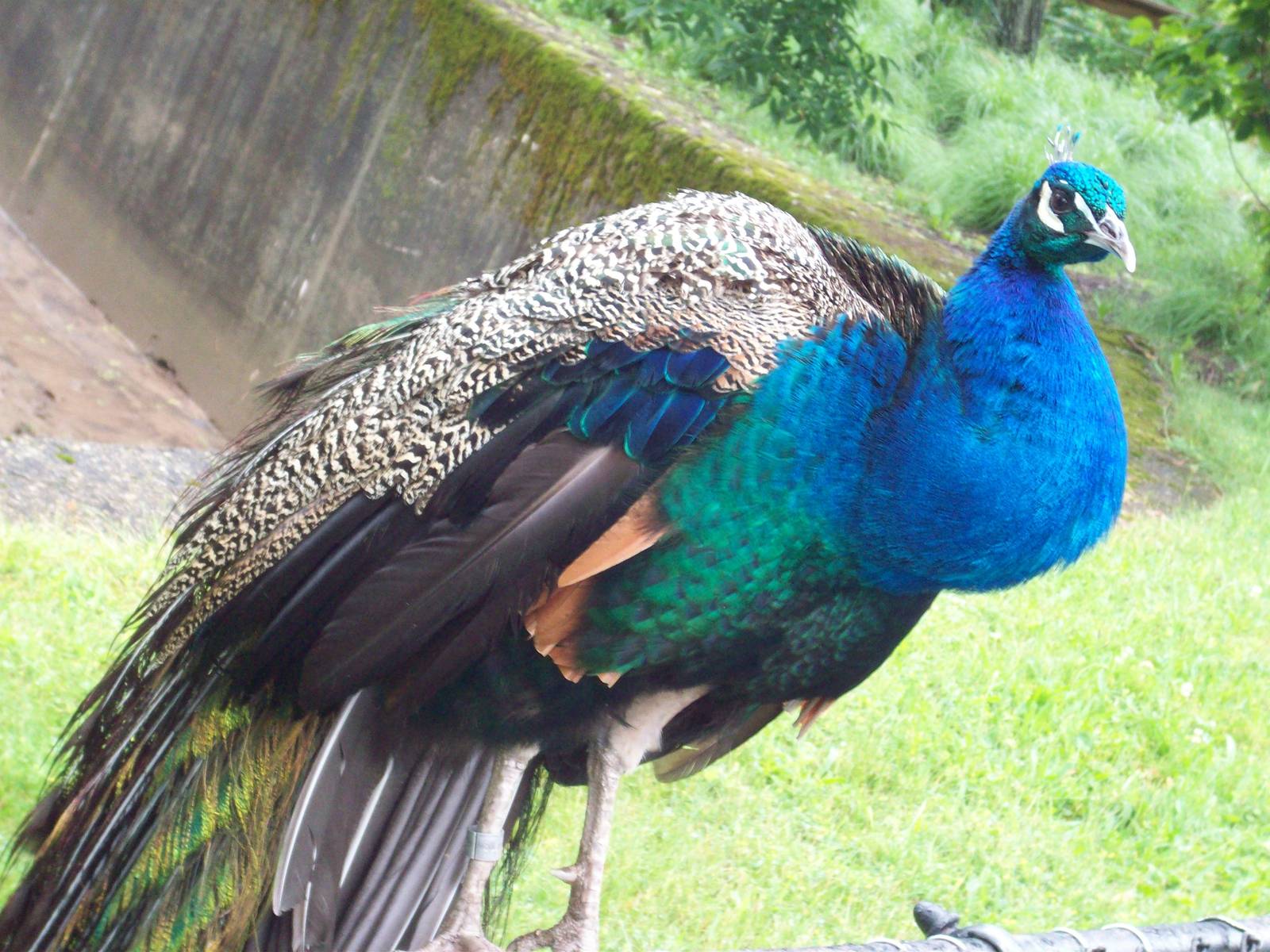 Peafowl.