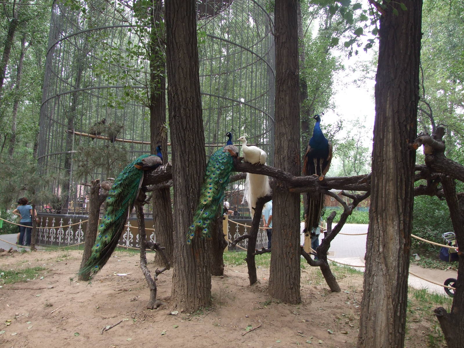 Peafowls are shown at many sites