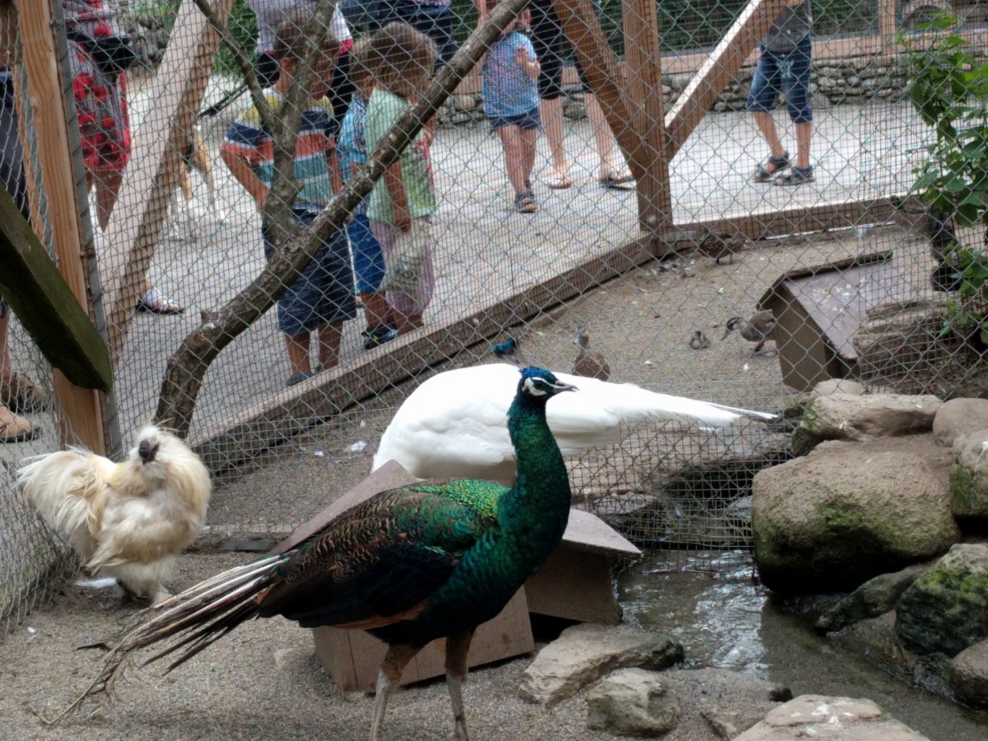 Peafowls