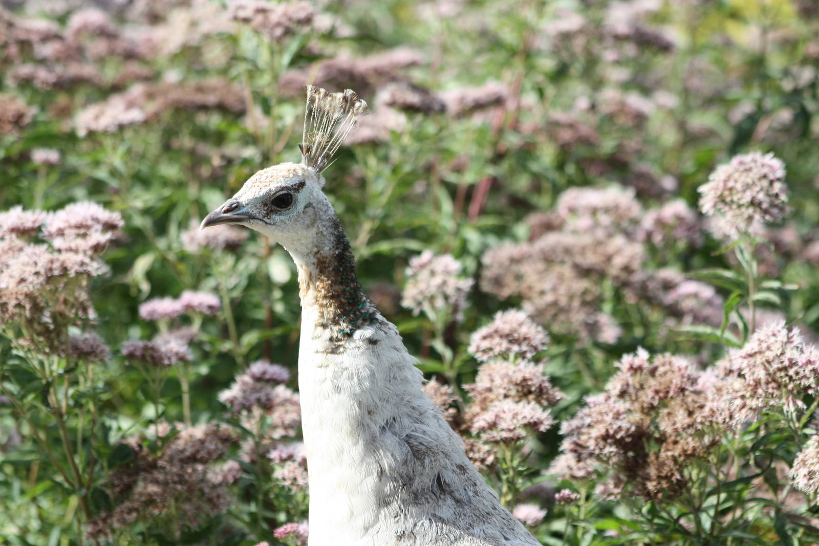 Peahen, 17th August 2014