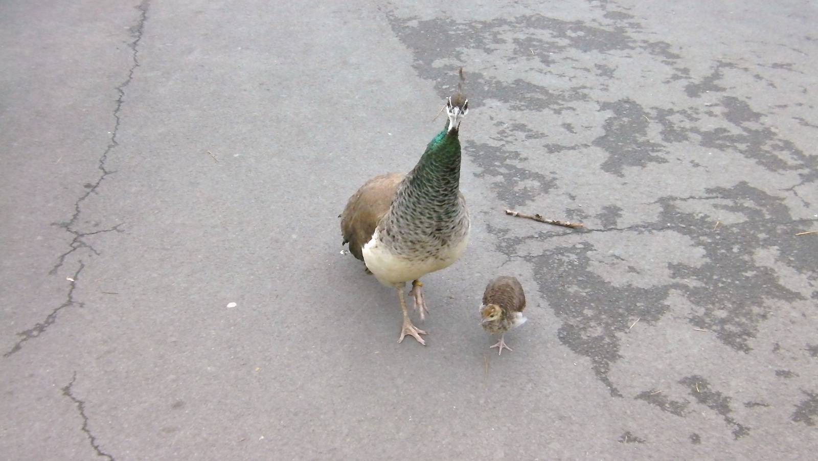 Peahen and Chick - 26.08.2011