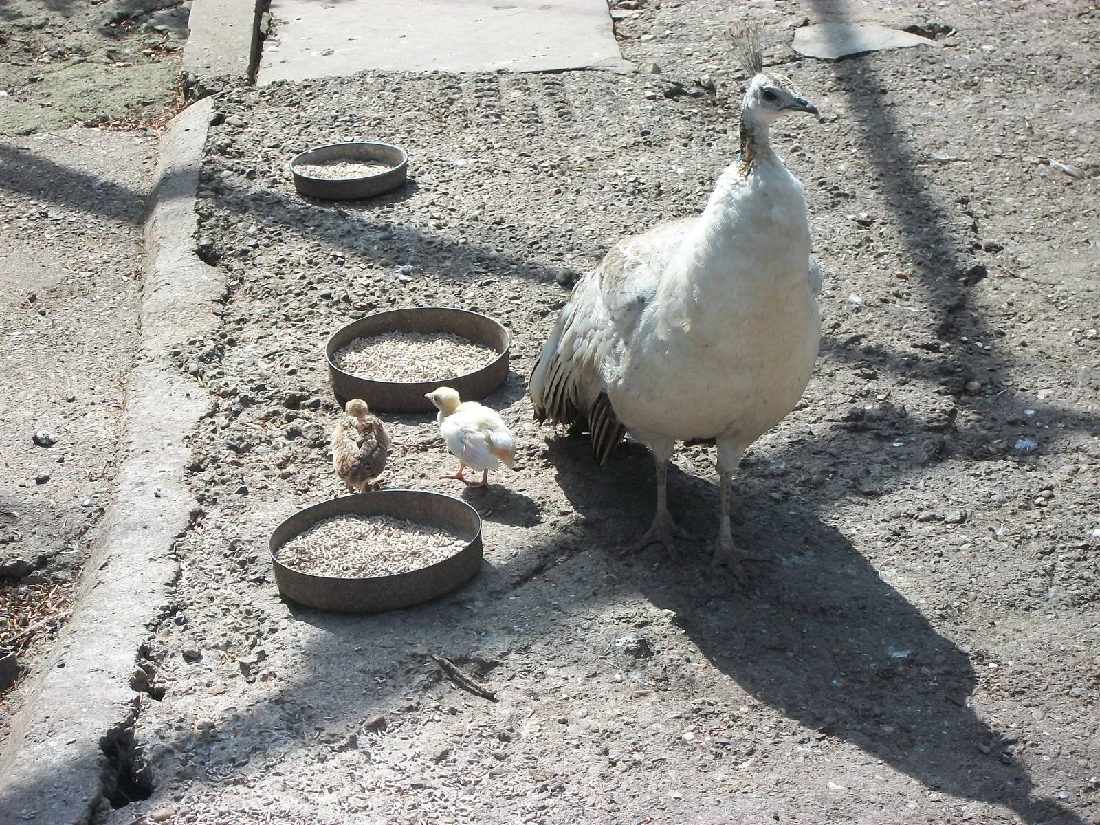 Peahen and chicks, 25th July 2014