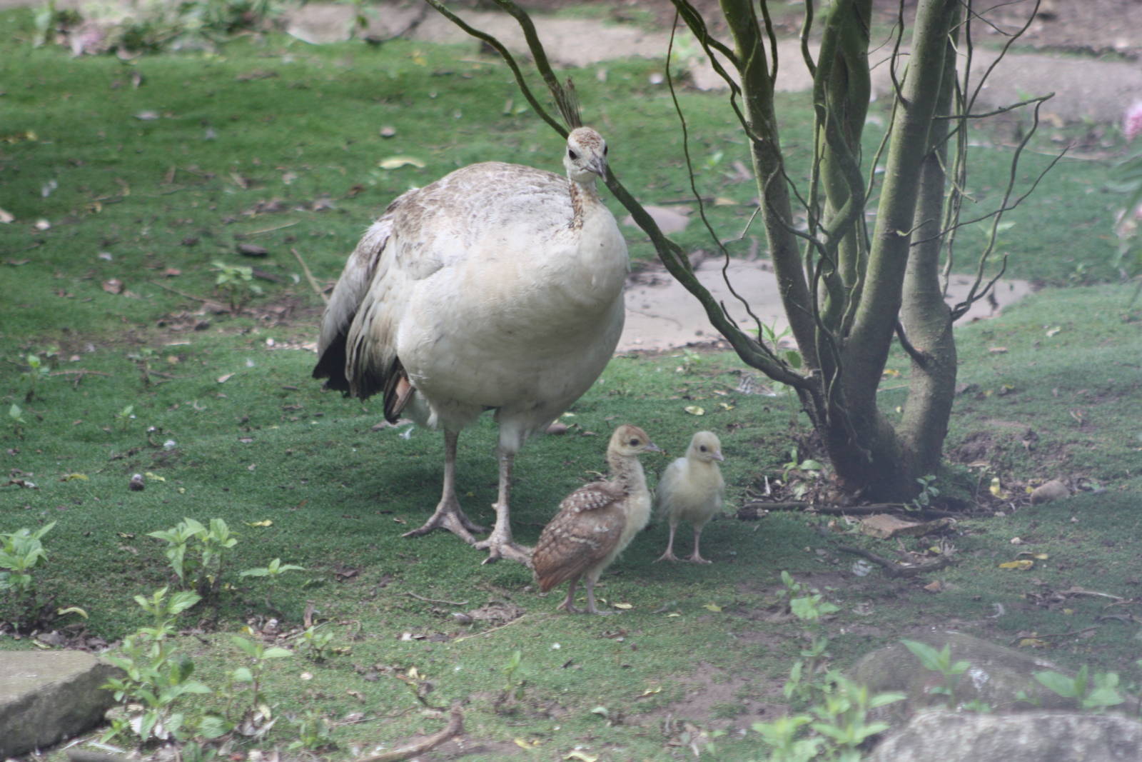 Peahen and chicks, 27th July 2014