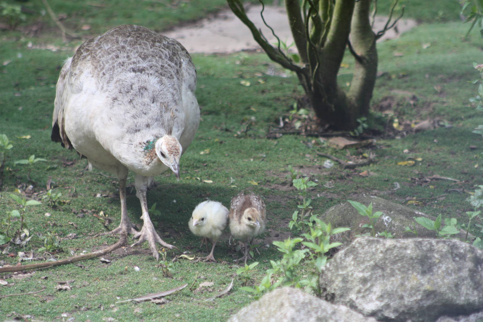 Peahen and chicks, 27th July 2014
