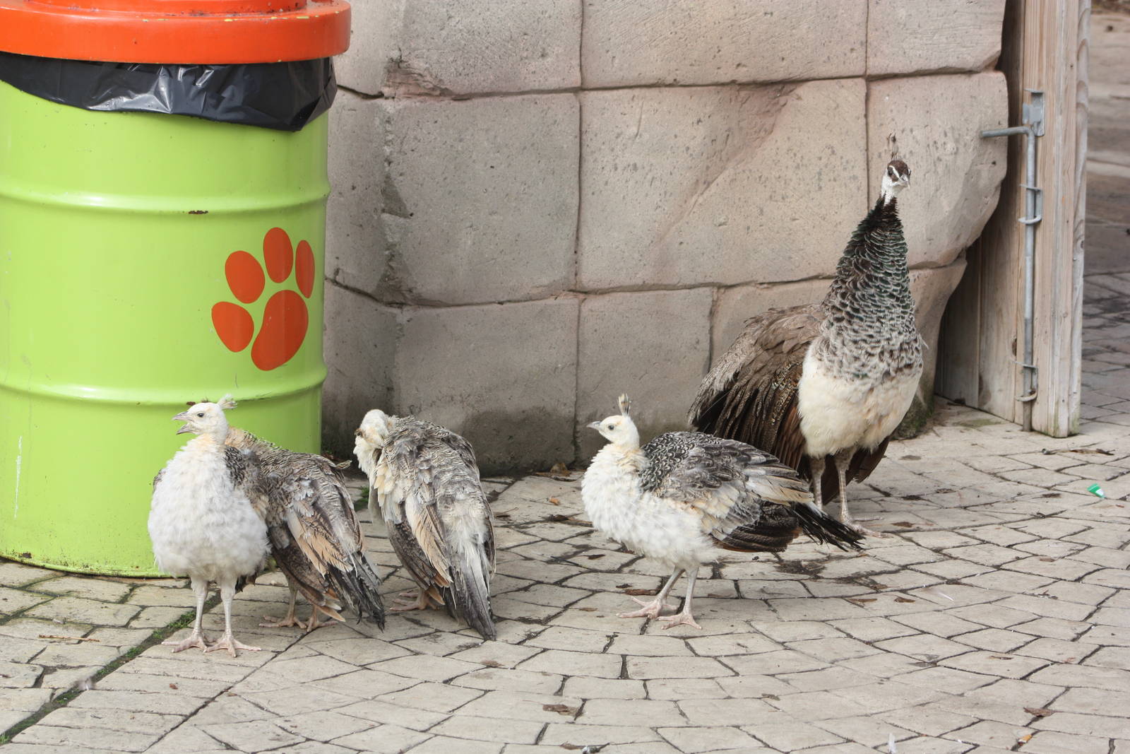 Peahen and chicks, 30th September 2014