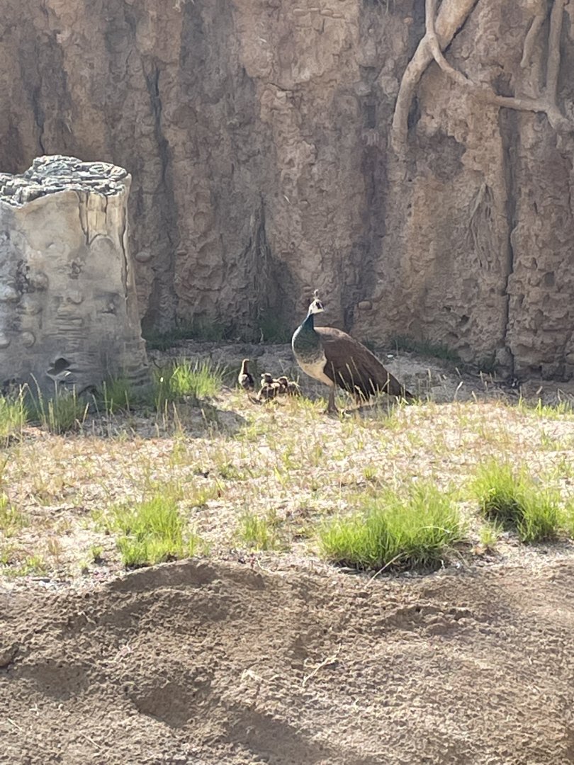 Peahen and Chicks in Hippo Exhibit (6/23/21)
