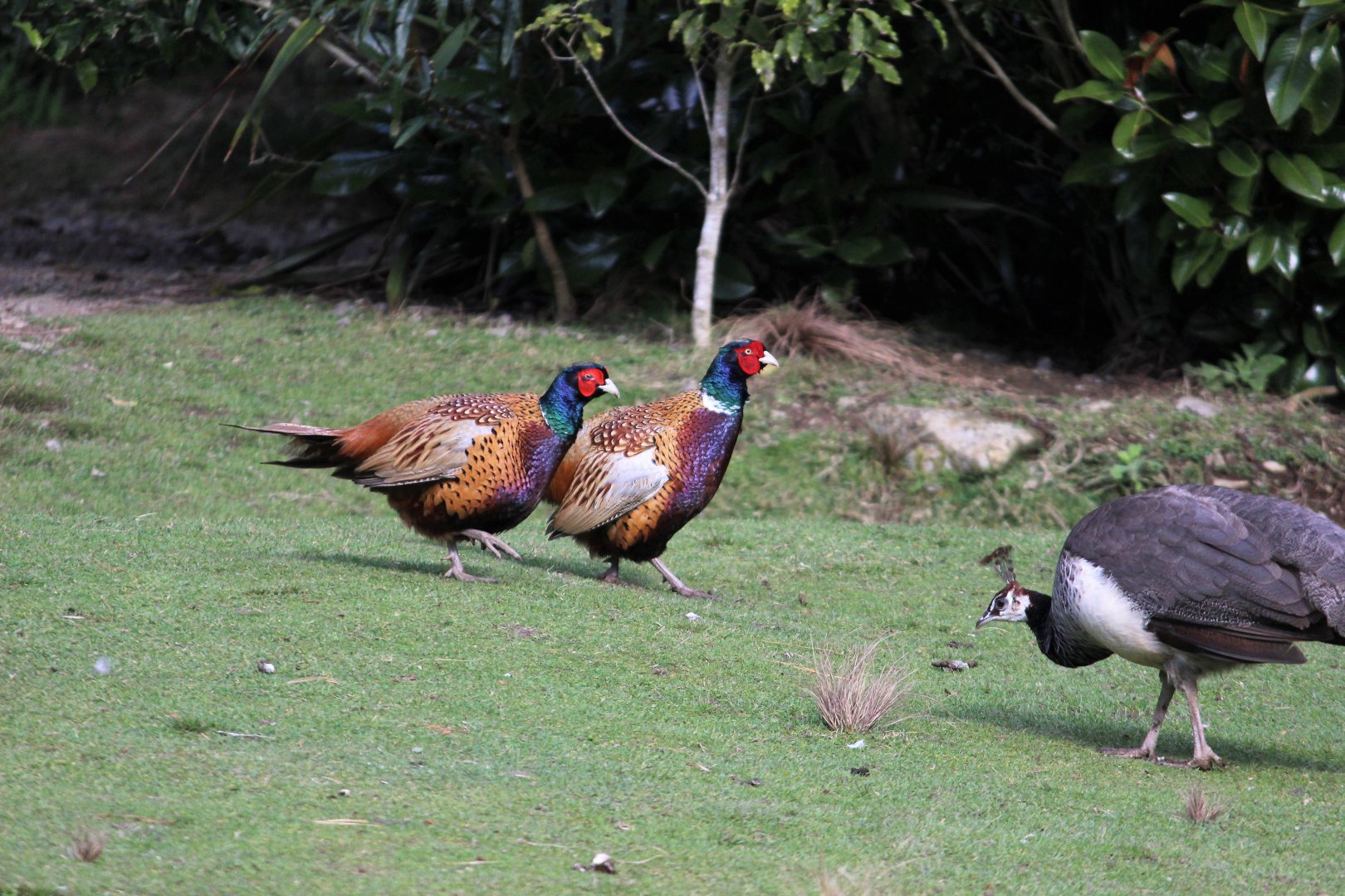 Peahen & Common Pheasant cocks