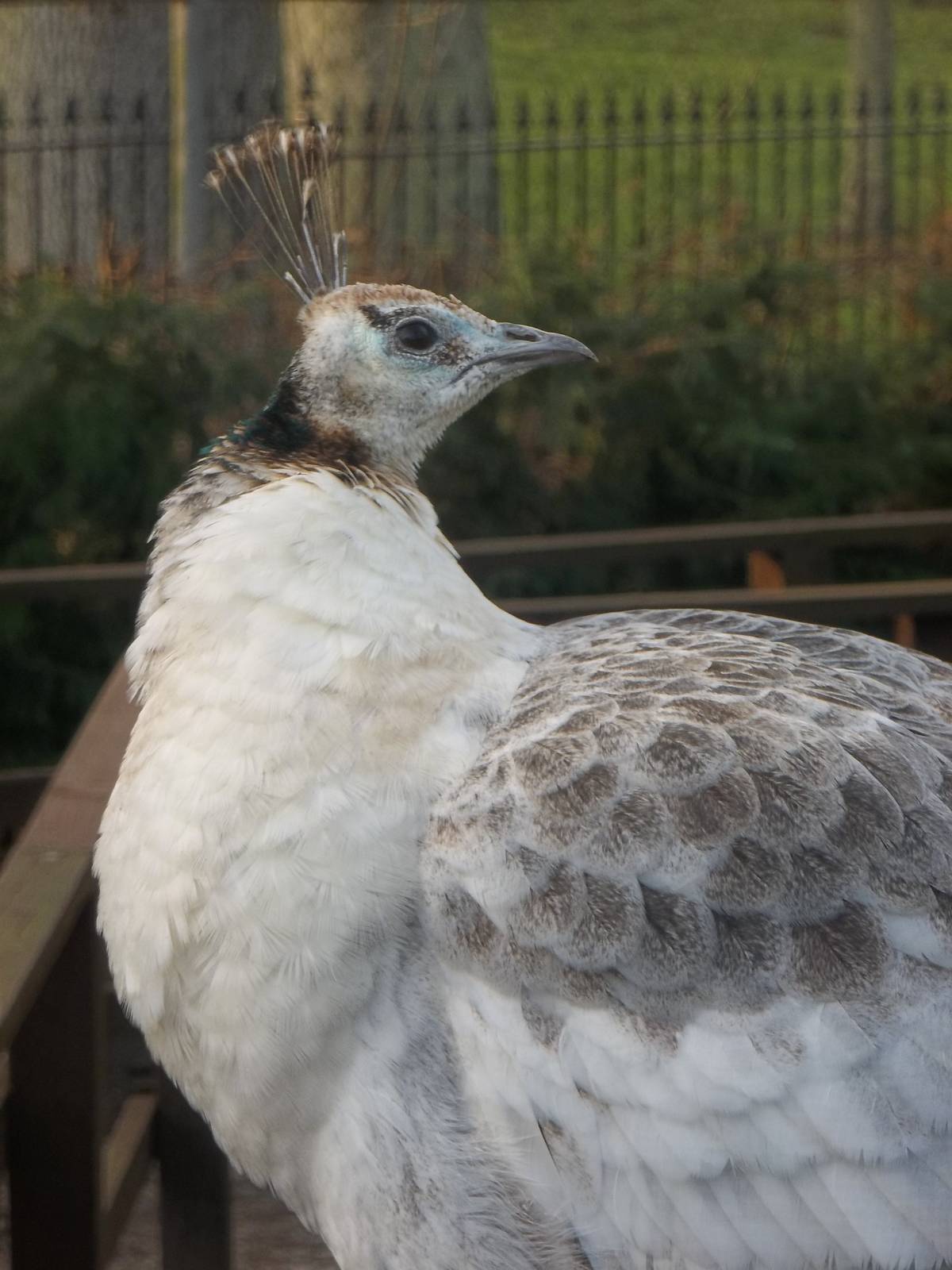 Peahen portrait, 14th February 2015