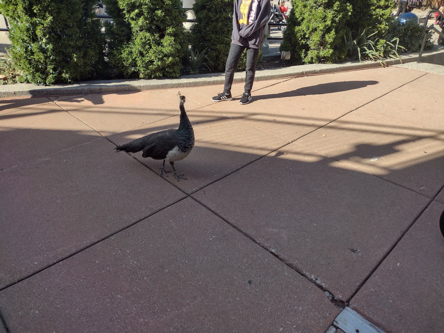 Peahen staring at me