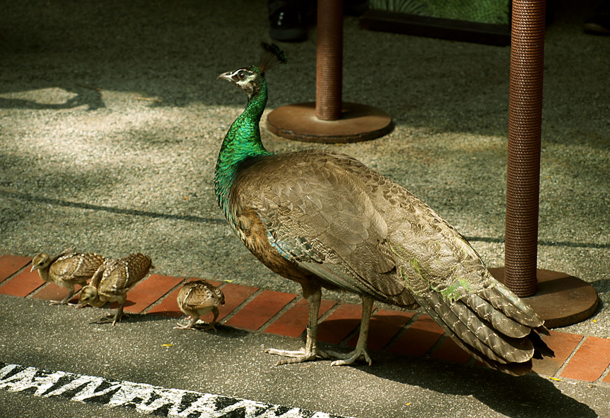 Peahen with chicks