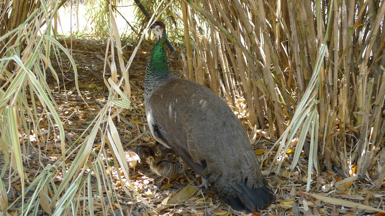 Peahen with chicks
