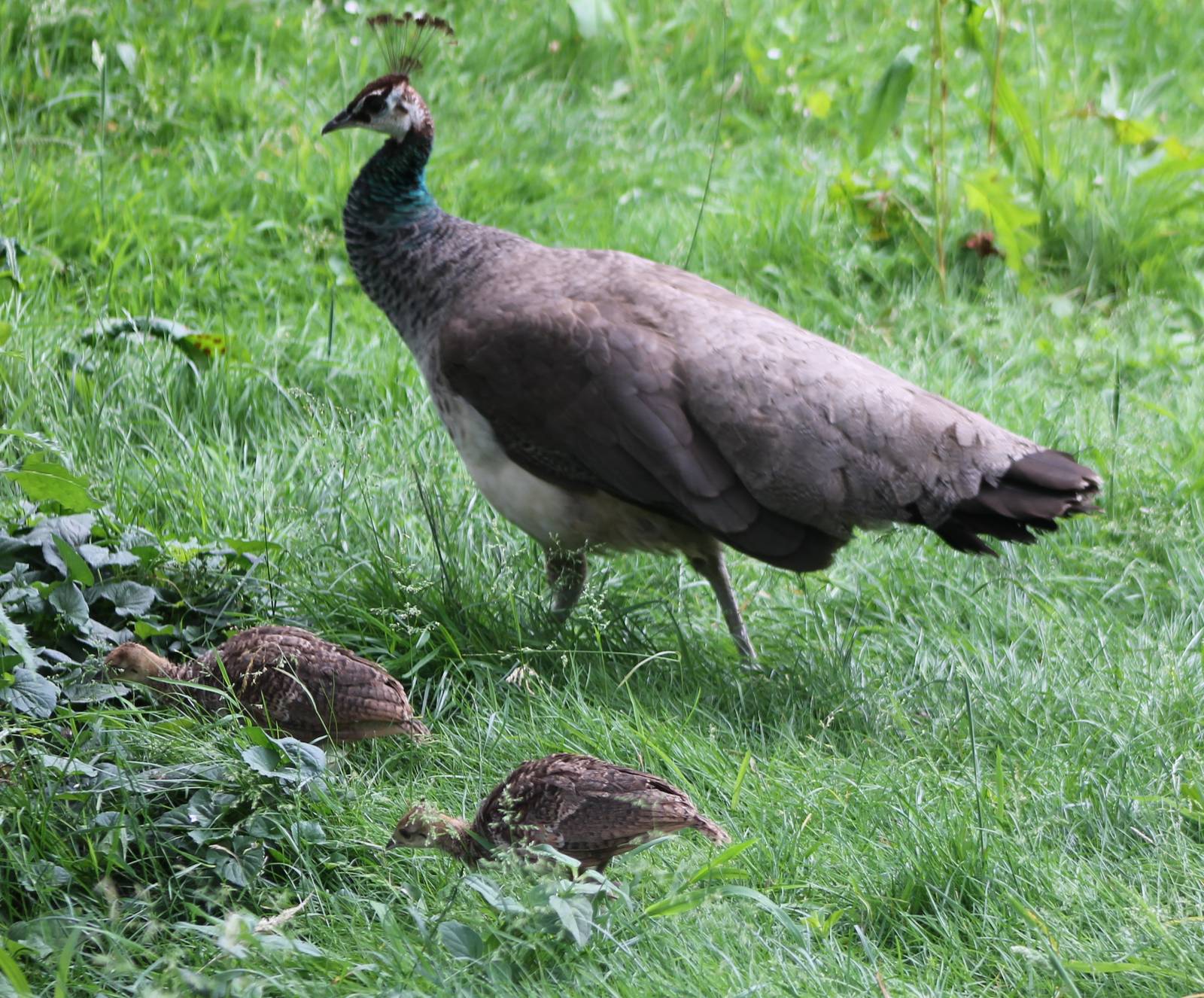 Peahen with chicks