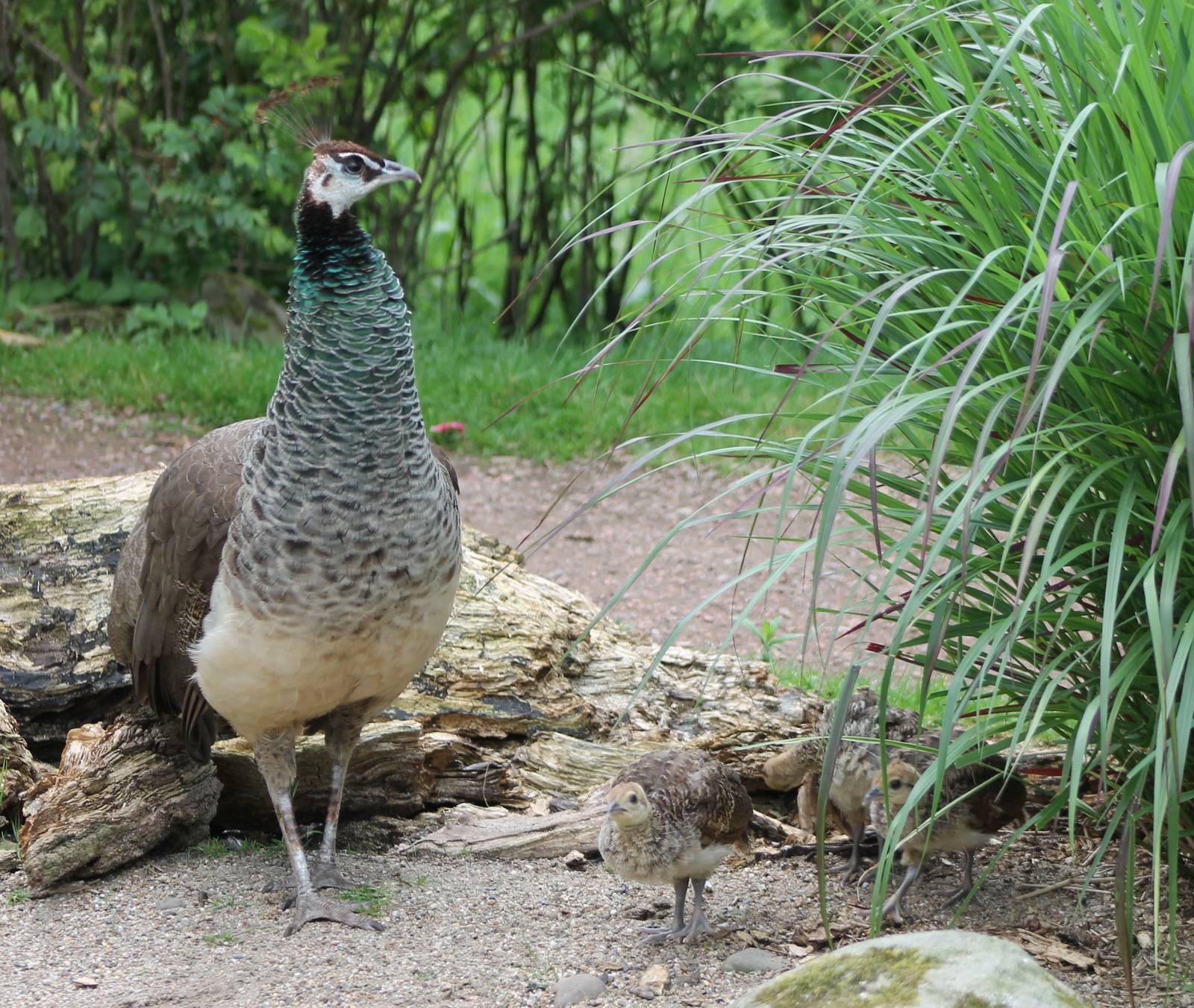 Peahen with chicks