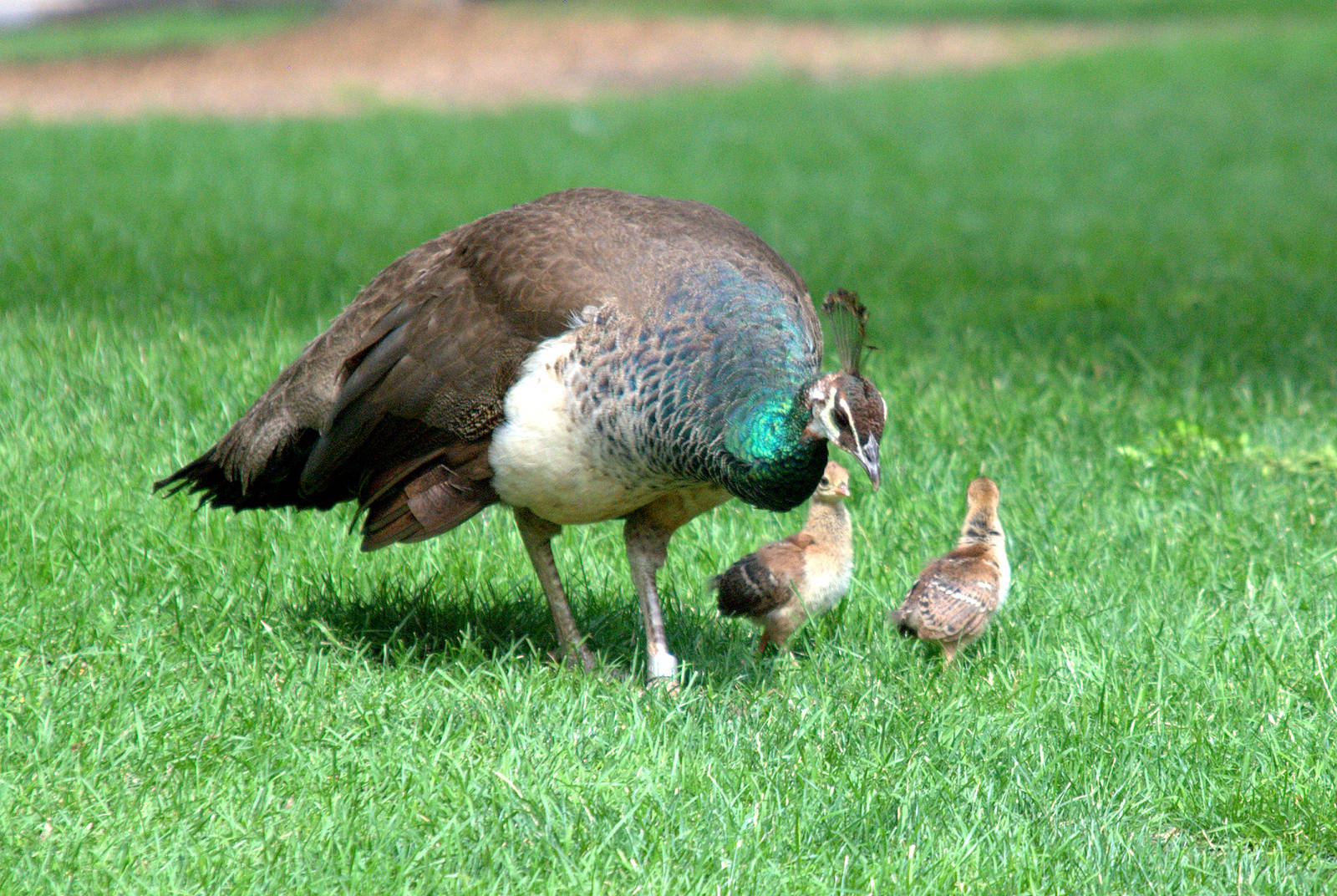 Peahen with chicks