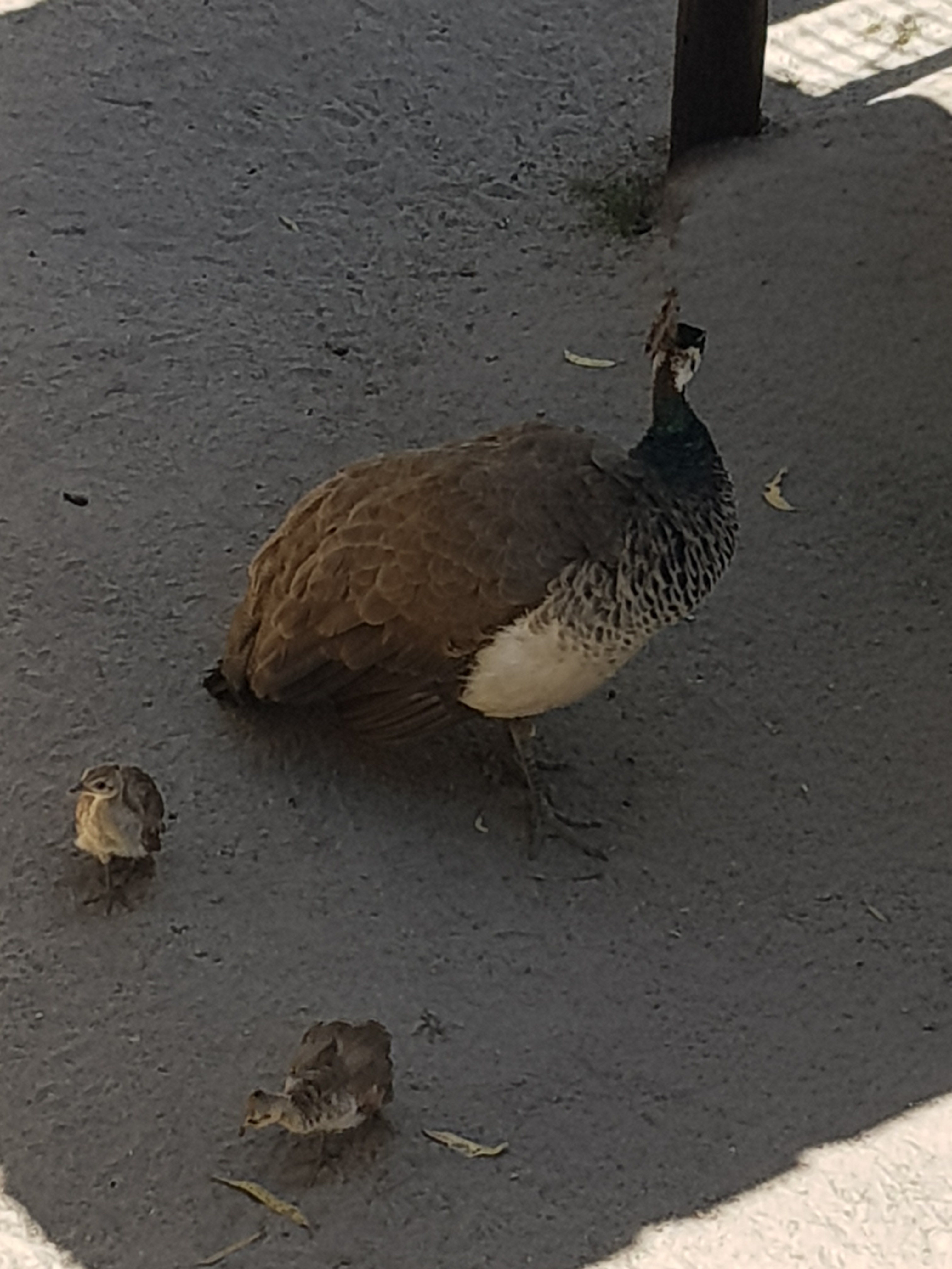 Peahen with chicks
