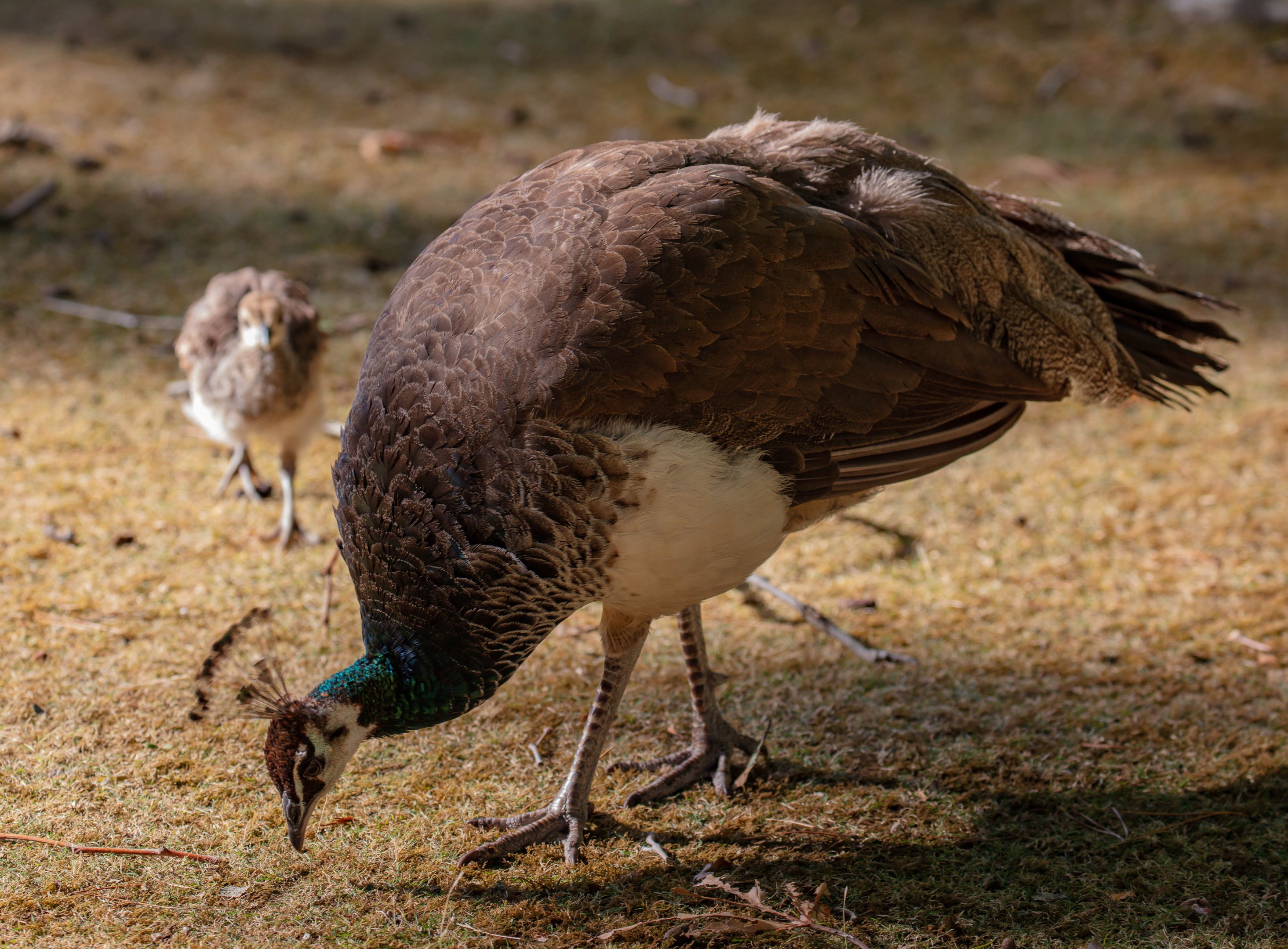 Peahen