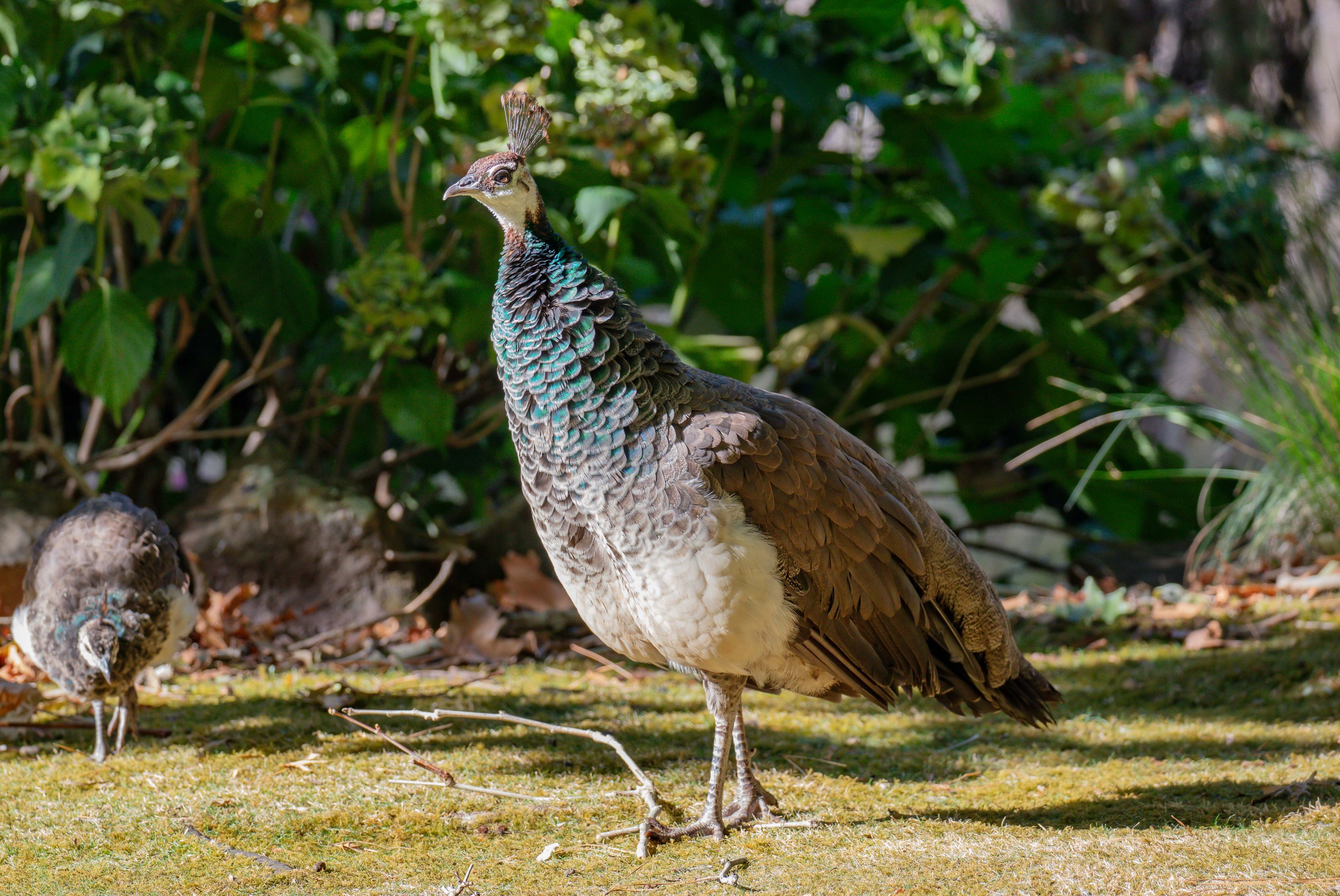 Peahen