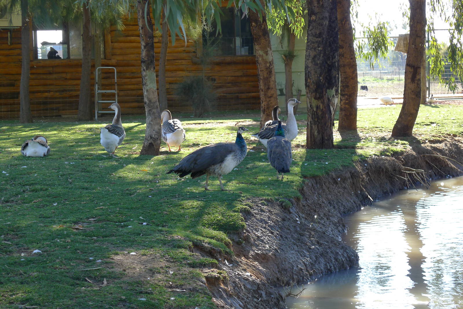 Peahens and geese