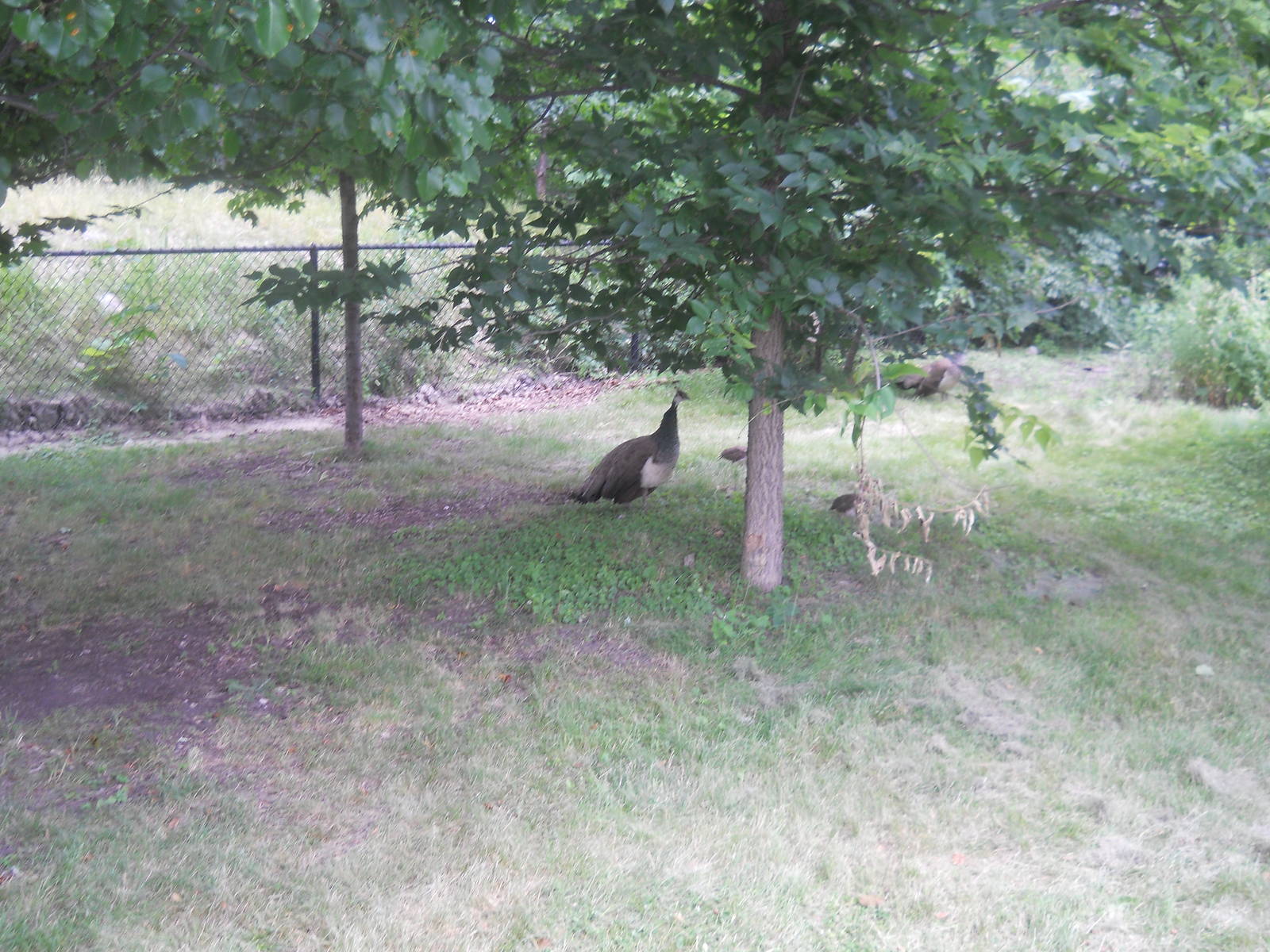 Peahens and peachicks.