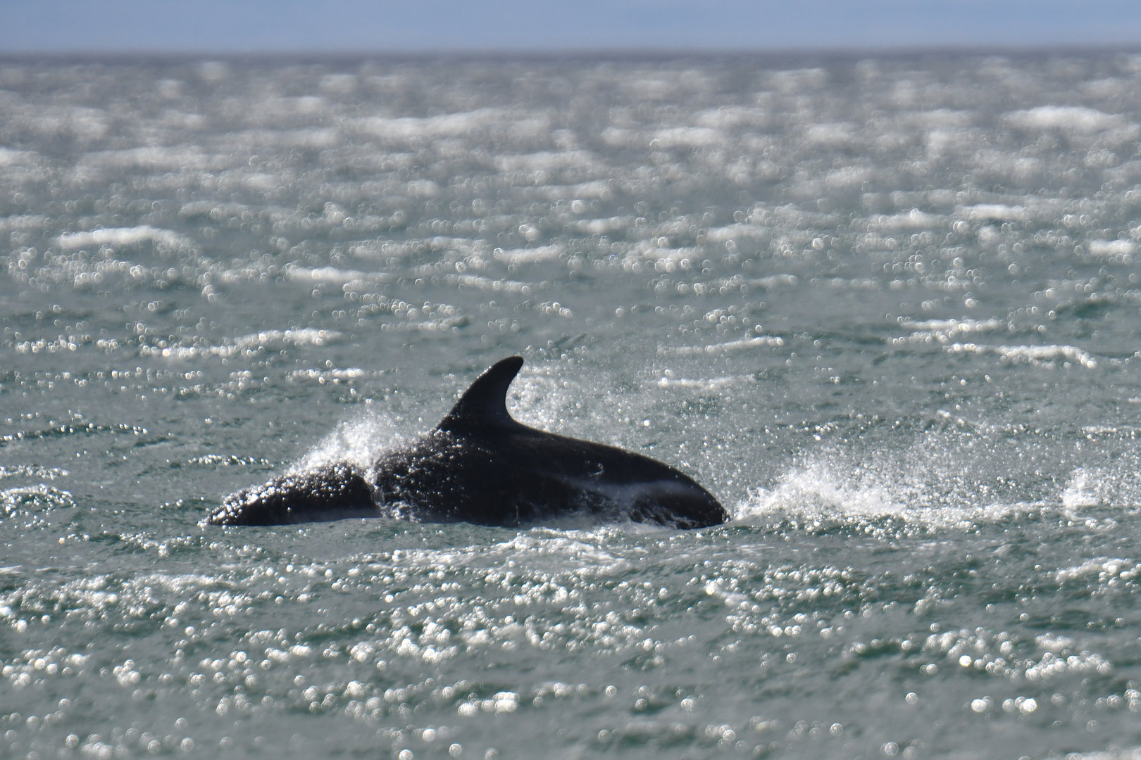 Peale's dolphin (Lagenorhynchus australis)