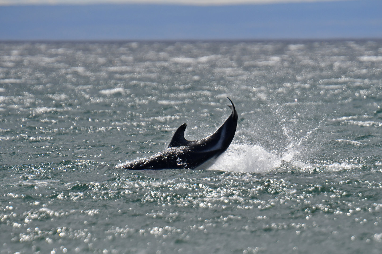 Peale's dolphin (Lagenorhynchus australis)