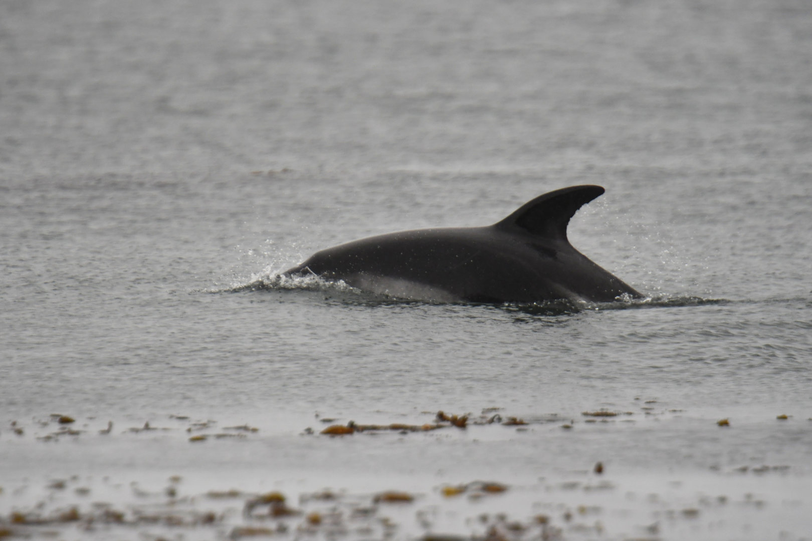 Peale's dolphin (Lagenorhynchus australis)