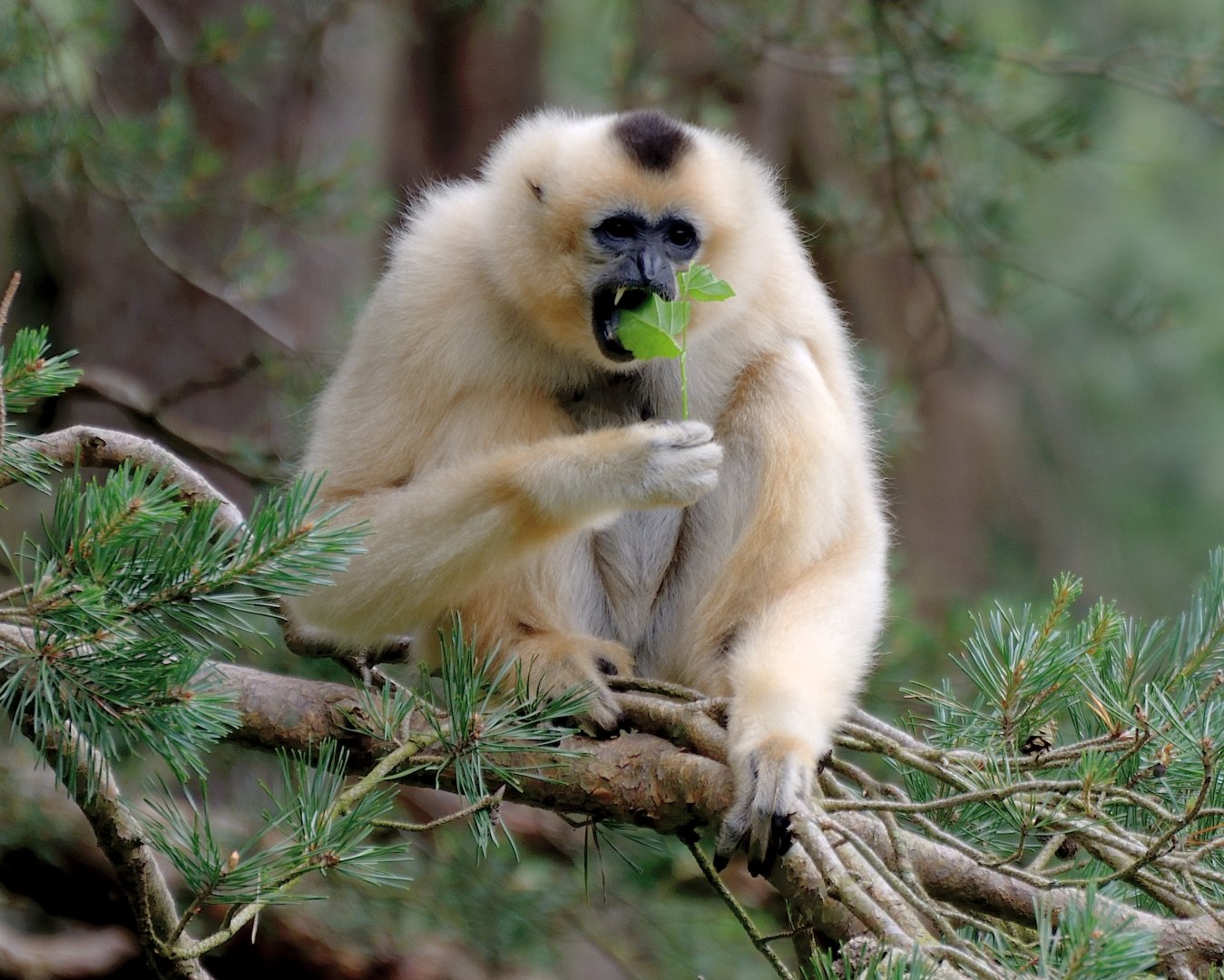 Peanut - Golden Cheeked Gibbon