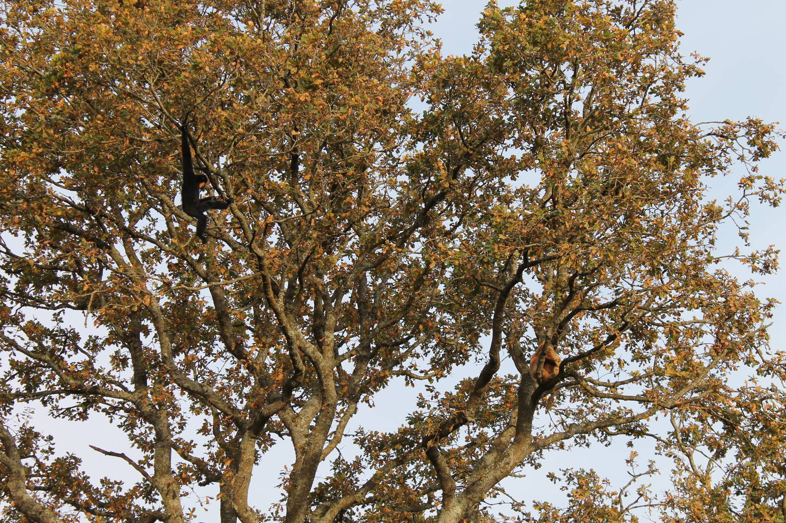 Peanut & Pungyo in the Trees