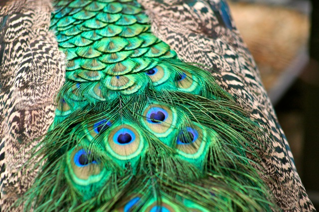 Peaock